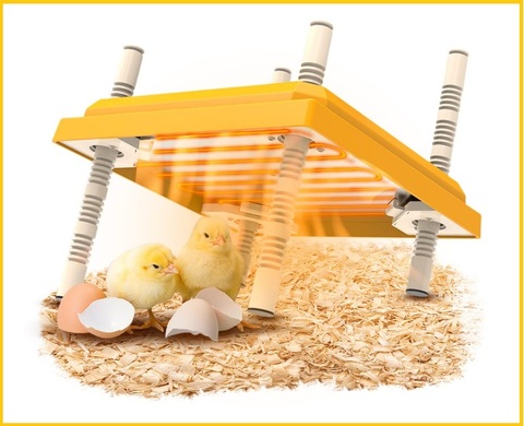Incubatrice per pulcini chioccia | Grandi Sconti | Cova uova: incubatrici artificiali