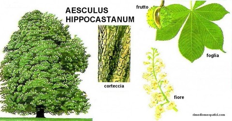 Aesculus hyppocastano | Grandi Sconti | Farmacia internazionale Santa Chiara Chiasso