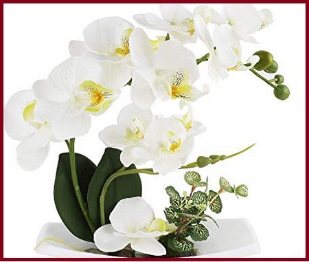 Vasi e orchidee bianche | Grandi Sconti | Fiori Freschi