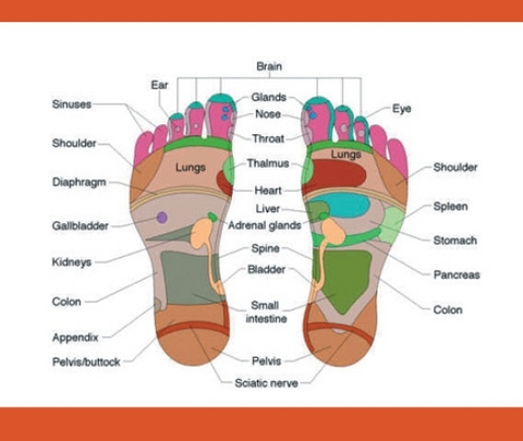 Riflessologia plantare | Grandi Sconti | Macchine e attrezzi da Pilates