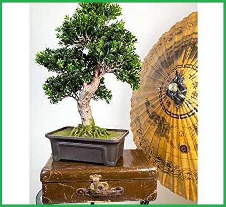 Vaso orientale bonsai | Grandi Sconti | vasi