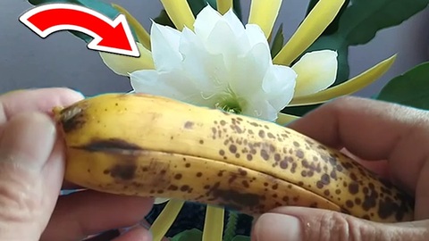 Banane e fiammiferi crea 2 potenti fertilizzanti naturali | Grandi Sconti | Video Fai da Te