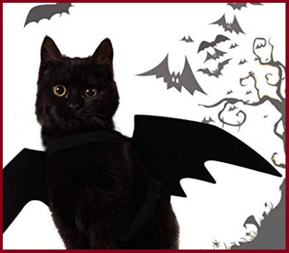 Animali vestiti per halloween pipistrello