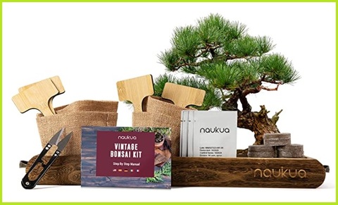 Pianta kit bonsai regalo festa della mamma