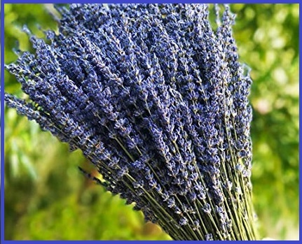 Fiori essiccati lavanda