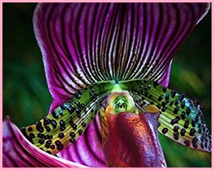 Fiori Freschi Orchidea