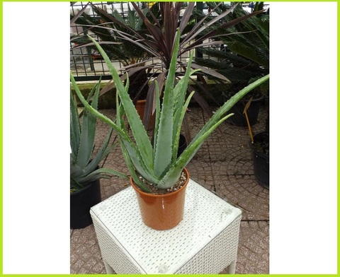 Piante di aloe vera | Grandi Sconti | Fiori Freschi