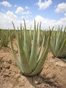 ALOE VERA FOREVER LIVING