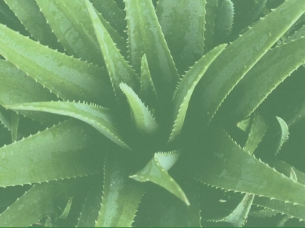 Aloe Vera Gel da bere