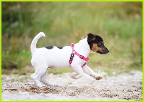 Pettorina Cane Taglia Piccola Femmina