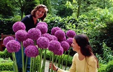 Aglio gigante bulbo perenne - Sconto del 20%, bulbi fiori perenni | Grandi Sconti