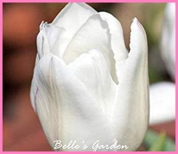 Bulbi fiori perenni confezioni | Grandi Sconti | Piante rampicanti perenni sempreverdi