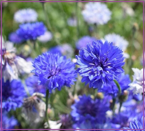 Fiori perenni per aiuole blu