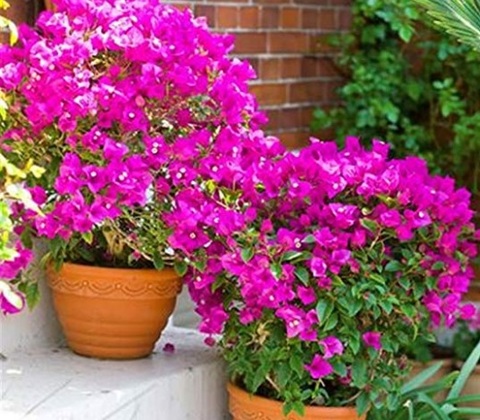 Rampicanti vere fucsia | Grandi Sconti | Piante rampicanti perenni sempreverdi