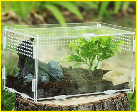 Terrari piccoli habitat