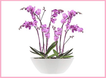 Vaso ovale orchidee