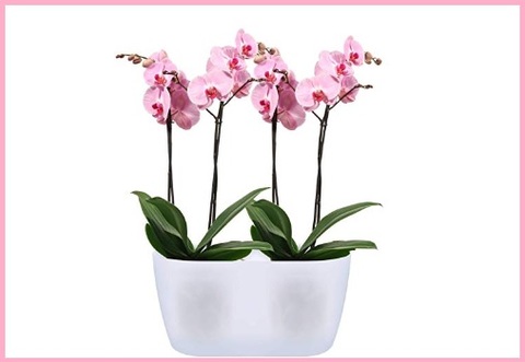 Vaso Orchidee Doppio