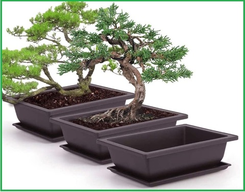 Vasi per bonsai